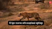 Top 10 Tiger Reserves in India with Exceptional Sighting Records