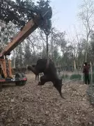 Tragic Death of Elephant Calf in Keonjhar After Falling Into Open Well