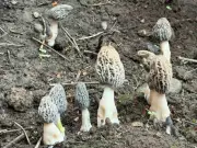 Uttarakhand Scientists Achieve Breakthrough in Artificial Morel Mushroom Cultivation