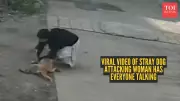 Viral Video of Stray Dog Attack Sparks National Debate on Street Safety and Rabies
