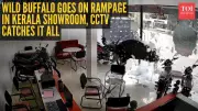 Wild Buffalo Storms Kerala Bike Showroom, Shatters Glass Front in Kannur