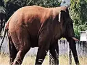 Wild Elephant Rampage in Rohtas Villages: 6 Animals Killed, Crops Destroyed