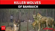 Wolves of Bahraich: Fear and Mystery Grip Villages Amid Unusual Attacks