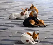 Woman Files Complaint After Altercation with Police Over Feeding Dogs in Chennai Quarters