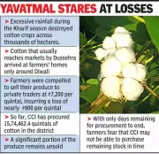 Yavatmal Cotton Crisis: 25% Stock Unsold, Price Crash Fears Mount as CCI Deadline Nears