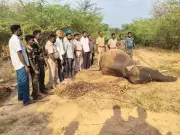 Young Elephant Dies After Tragic Fall into Canal in Anamalai Tiger Reserve