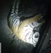 Young Tiger Killed by Train Near Nagpur, Sparks Conservation Concerns