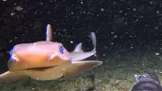 YouTuber Captures First Live Footage of Deep-Sea Creatures Near Bali