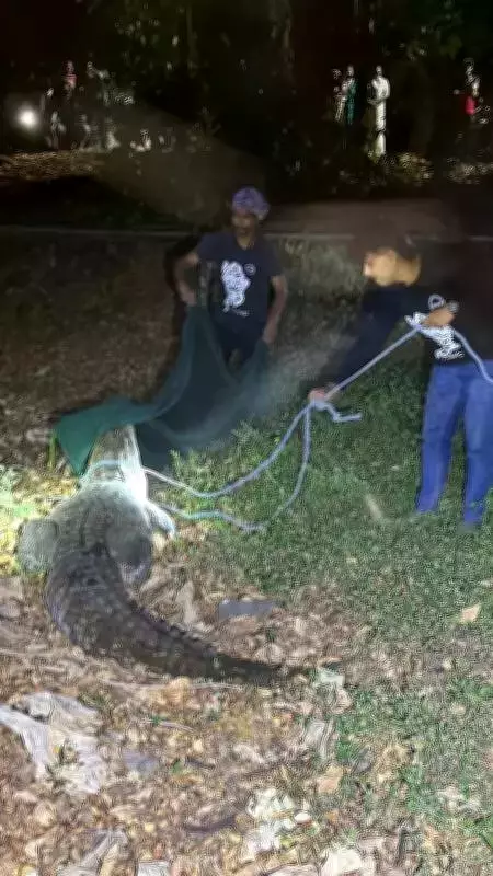 10-Foot Crocodile Rescued from IIT-Bombay Campus in Mumbai Joint Operation