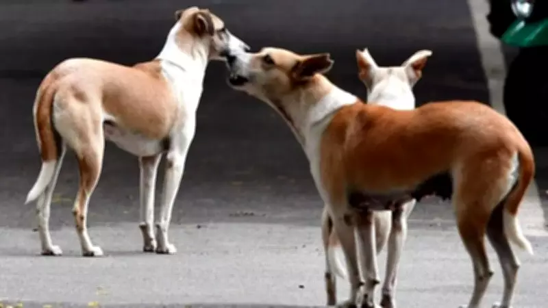 100 Stray Dogs Poisoned to Death in Telangana, Sparking Outrage