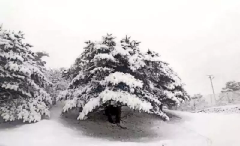 120 Tourists Rescued After Heavy Snowfall Strands Them Near Sandakphu in Darjeeling