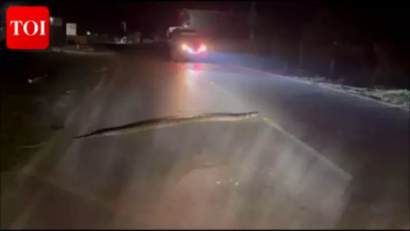 14-Foot Burmese Python Halts Traffic Near Valmiki Tiger Reserve in Bettiah