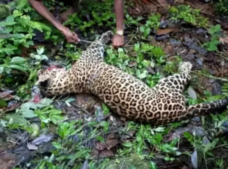 18-Year-Old ITI Student Kills Leopard in Solan, Himachal Pradesh