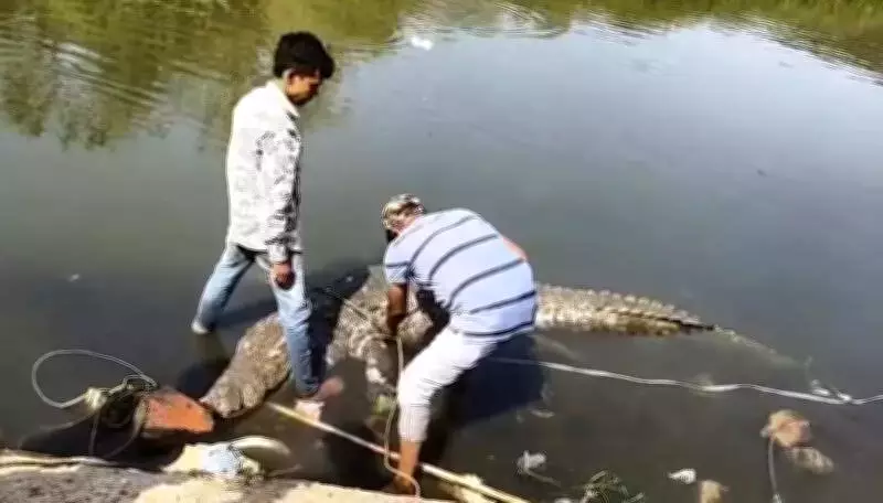 45-Year-Old Crocodile Found Dead in Vadodara's Vishwamitri River, Third Death in a Month