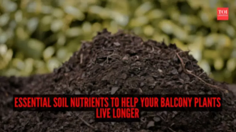 5 Essential Soil Nutrients to Extend the Life of Your Balcony Plants