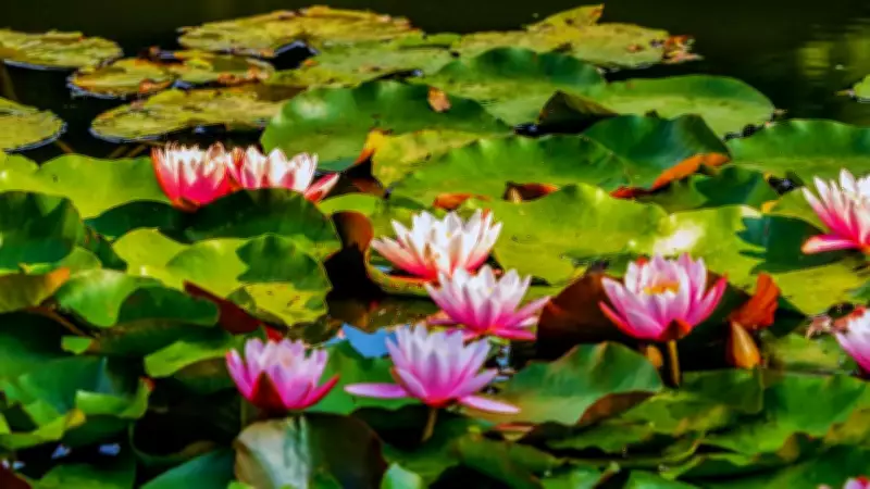 5 Sacred Flowers of Goddess Lakshmi to Grow at Home for Wealth & Prosperity