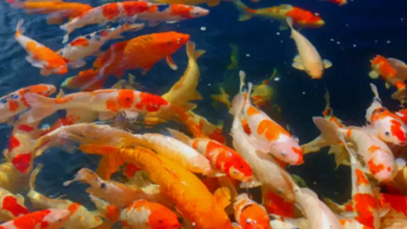 5 Vastu-Approved Fish Paintings to Attract Wealth, Love & Prosperity at Home