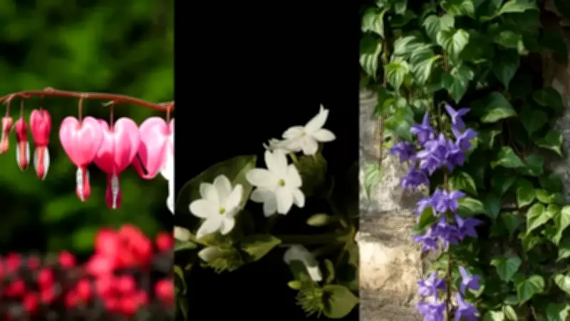 6 Fast-Growing Climbers for Low-Maintenance Gardens in Indian Weather