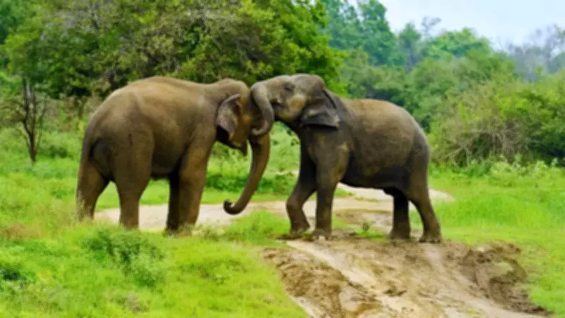 6 Highly Intelligent Animals and Birds After Humans: Where to Spot Them