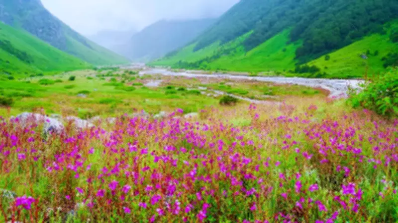 6 Unique Flowers of the Indian Himalayas: Where to Find These Rare Blooms
