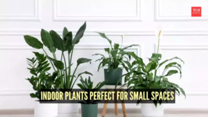7 Best Indoor Plants for Small Spaces: Compact Greenery for Apartments