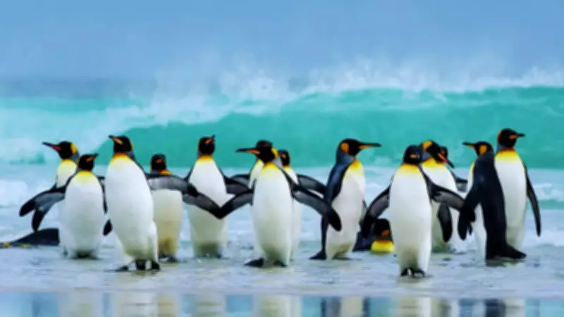 7 Iconic Flightless Birds Worldwide: Best Places to See Them