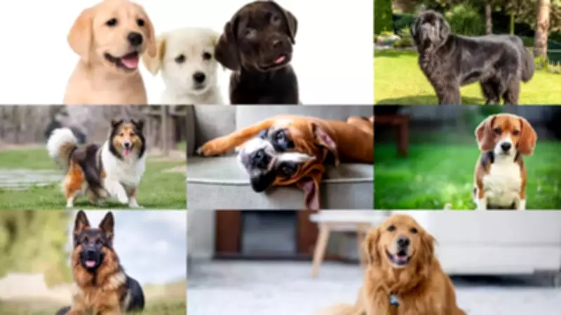 7 Loyal Dog Breeds That Act as Little Guardians for Kids in Families