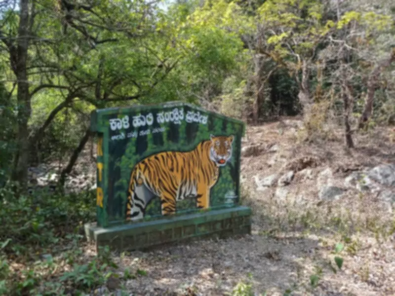 75,000 Families Await Relocation from Tiger Reserves Amid State Violations