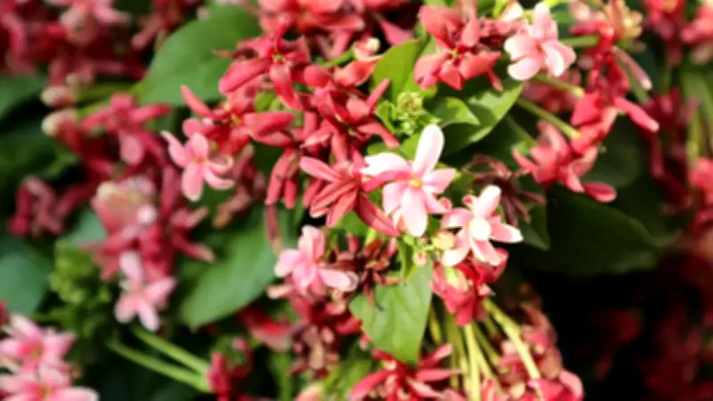 8 Beautiful Creepers to Transform Your Balcony Garden into a Green Oasis