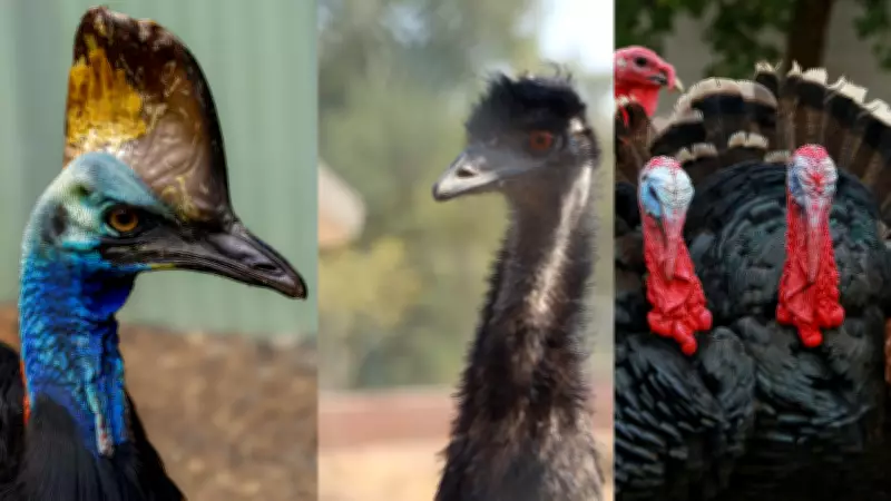 8 Modern Birds That Are Actually Living Dinosaurs: From Cassowary to Turkey