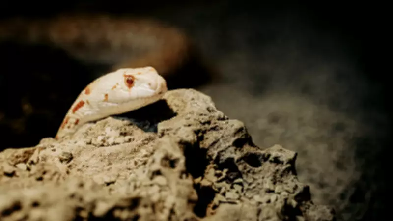 8 Most Rattlesnake-Infested Areas Across North American Mountain Ranges