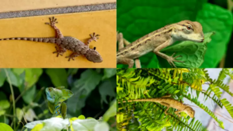 8 Natural Plants That Repel Lizards from Your Home and Garden