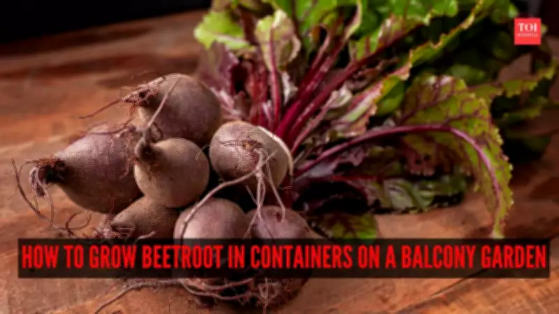 A Complete Guide to Growing Beetroot in Containers on Your Balcony