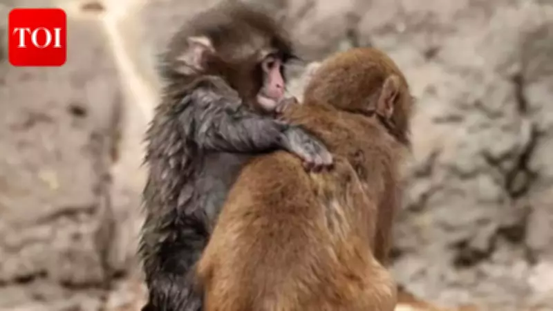 Abandoned Baby Monkey Punch Finds Love with Girlfriend Momo at Japanese Zoo