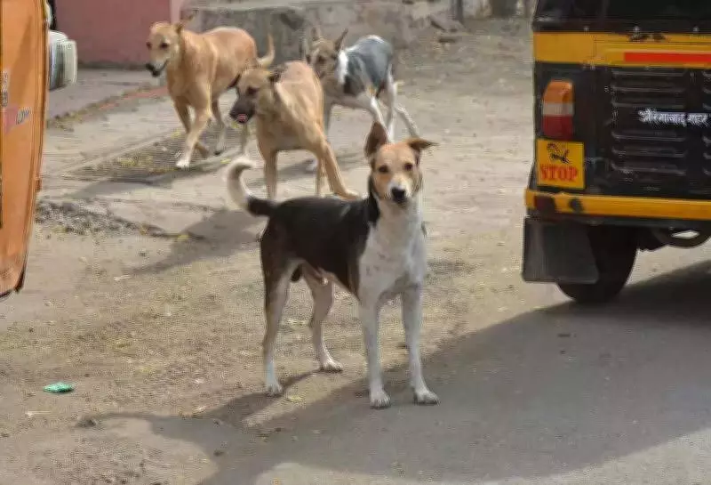 Activists Distribute Food for Relocated Stray Dogs in Chhatrapati Sambhajinagar