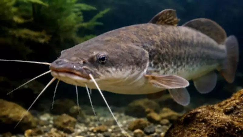 African Sharptooth Catfish 'Walk' on Land in South Africa, Showcasing Evolution
