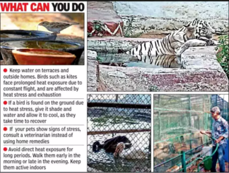 Ahmedabad Zoo Implements Special Summer Care for Animals Amid Heatwave