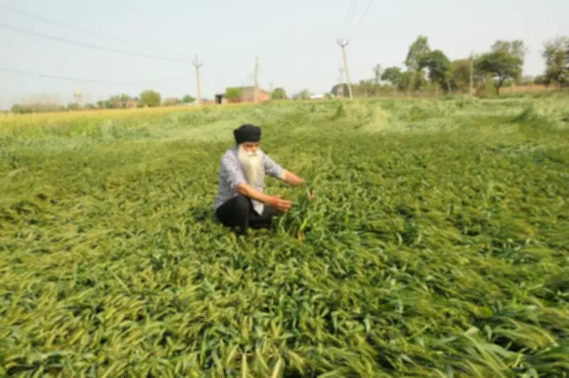 Ajnala Farmers Fear Crop Yield Loss Following Destructive Hailstorm