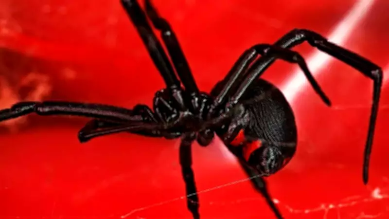 Alaska's Unique Status: The Only US State Without Deadly Black Widow Spiders