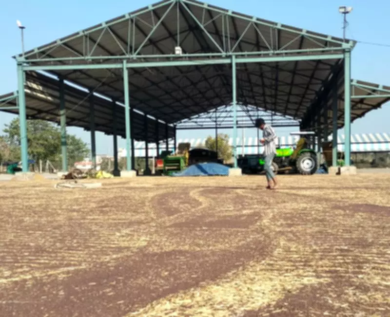 Ambala Mustard Farmers Demand Early Govt Procurement Amid Low Market Prices