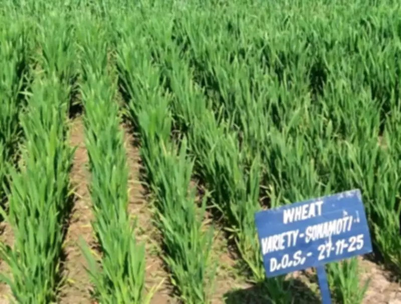 Ancient 'Sona Moti' Wheat Revived in Sirmaur, Offers Health Benefits