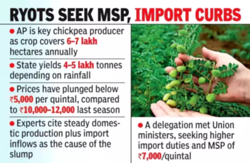 Andhra Pradesh Chickpea Farmers Face Crisis as Prices Plunge Amid Import Surge