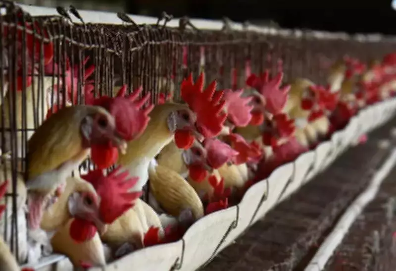 Andhra Pradesh Exempts Development Charges for Livestock Activities to Boost Rural Economy