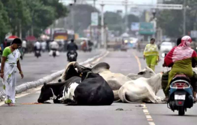 Andhra Pradesh Launches Statewide Free FMD Vaccination Drive for Cattle and Buffaloes