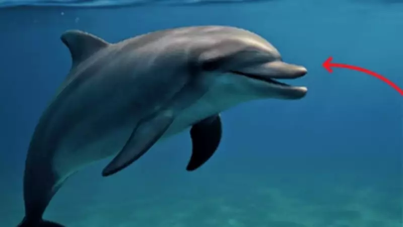 Arabian Sea Dolphins Alter Communication to Survive Ship Noise Pollution