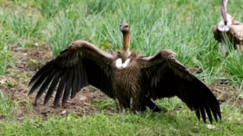 Assam Releases First Captive-Bred White-Rumped Vultures into Wilderness