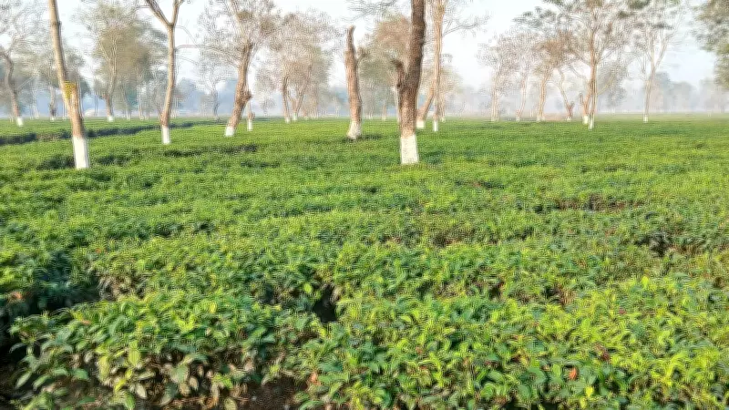 Assam Tea Export Crisis Looms as Iran's Strait of Hormuz Closure Threatens Trade