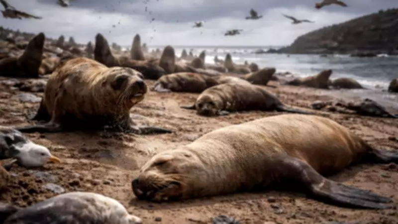 Avian Flu Jumps to Marine Life: Seals and Sea Lions Face Devastating H5N1 Outbreak