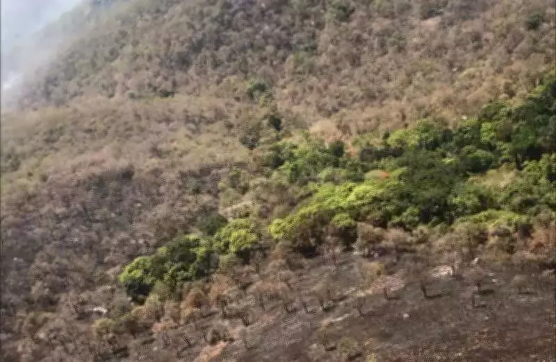 Bandipur Tiger Reserve Hires 50 Local 'Forest Friends' to Combat Human-Animal Conflict