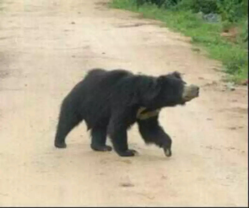Bear Attack Near Valmiki Tiger Reserve Leaves Woman Critically Injured